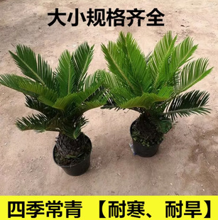 �F���辰 �F��С�� �͏d���� �ļ�����ֲ�� �����F����
