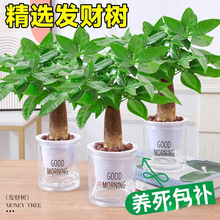 �lؔ���҃�С���ԾGֲ����ˮ��ֲ��G�}�����ļ����B���k��������