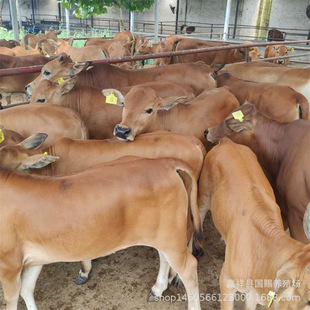 ��ţ�r�� ���w�����Sţ�Bֳ�� ������ţ���Ӄr���Sţ���w�\ݔ