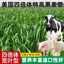 特高宽叶四倍体黑麦草种子美国百绿进口南北方牛羊鹅兔鱼草种籽