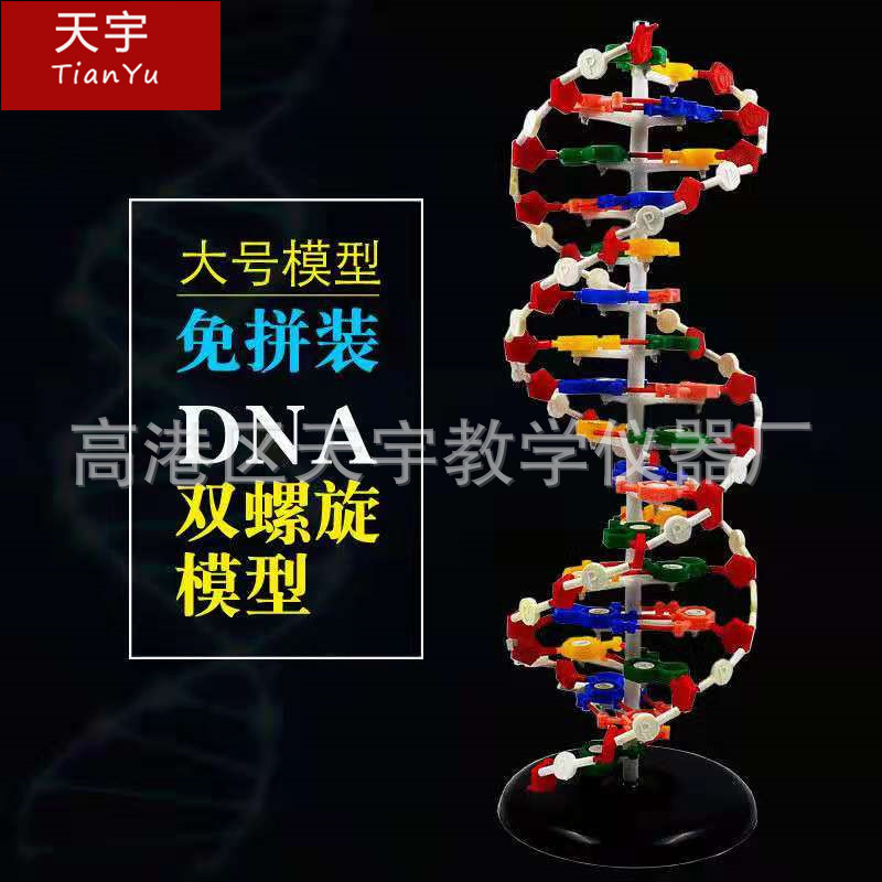 DNA双螺旋结构模型 60cm大号生物教学具脱氧核苷酸链碱基遗传基因