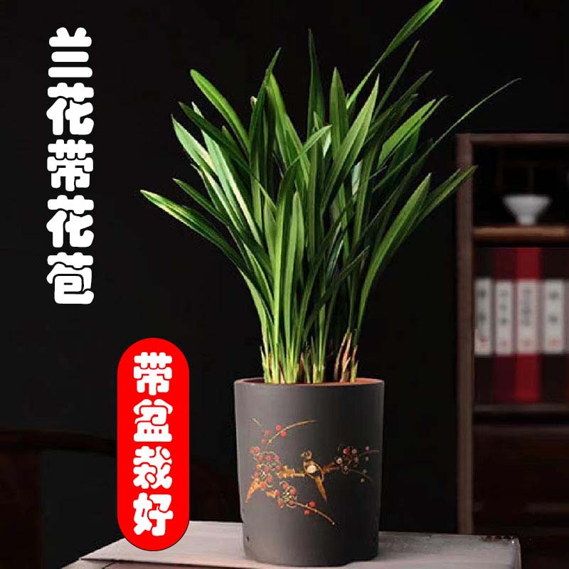 塑料适合室内花鲜花名贵植物花苞室内带浓香墨兰绿植盆栽基地直发