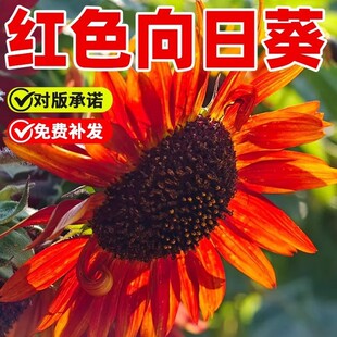 �tɫ���տ��N�ӻ��^���տ��N�^�p���տ�ԭ�b�ļ��߲˷N�Ӵ�ȫ���l