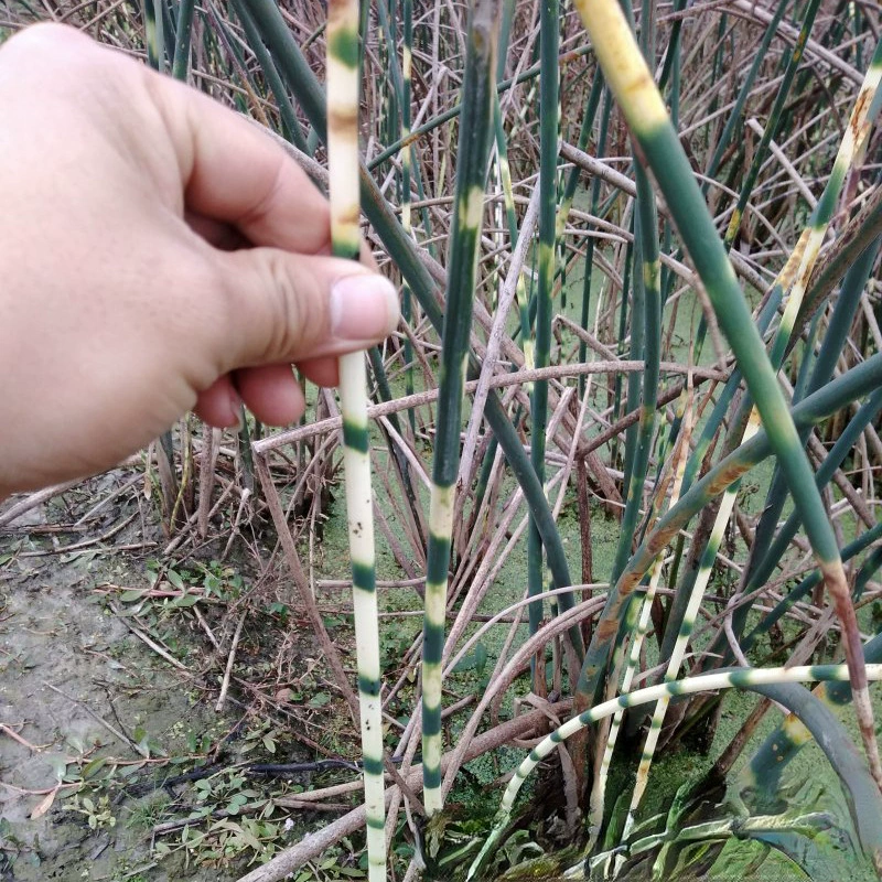 Цветочная и листовая вода лук питомник оптом многолетние корневые воды это растение происхождения оптом сусальное золото вода лук