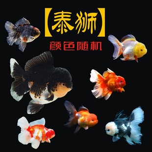 ���~��ؔ�m�۽��~ �S���\�� ����̩�{���~�t�{���^���{���~��ˮ�~