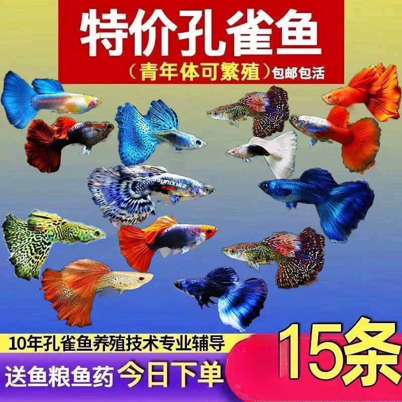 Павлин, тропическая декоративная рыба, пресноводная холодная маленькая рыба, легко разводить и устойчивая к разведению, Феникс хвост Мэри