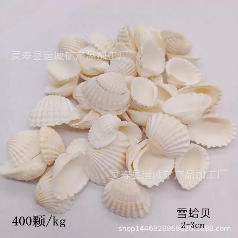 贝壳海螺1-9厘米各种贝壳按斤批发货源产地鱼缸造景工艺品耗材