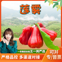 【严选】海南红宝石莲雾 代发3/5斤新鲜当季孕妇水果清甜洋蒲桃