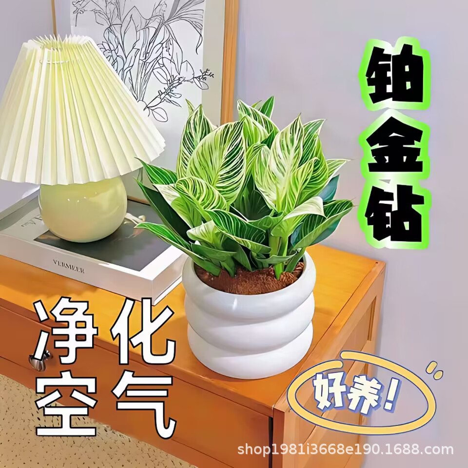 铂金钻盆栽水培四季好养植物大叶金钻绿公主水养净化空气懒人绿植
