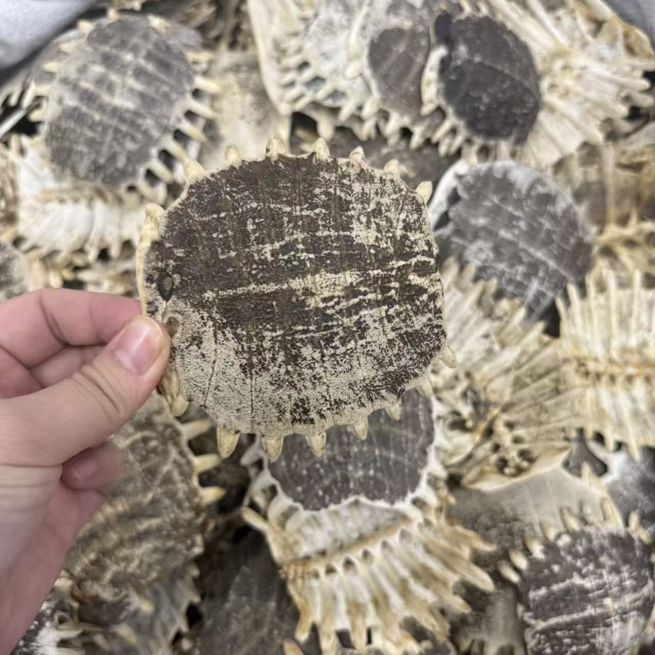 Dried Turtle Shell Bie Jia 500g Traditional Chinese Herb Sun-Dried Raw Material key features