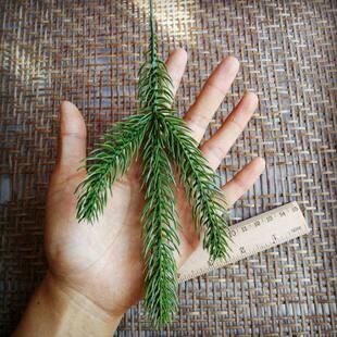 DIY�����ز�Ү�Q��֦�b�� ���h����ӭ���ɾGɫ���diy ��ָ��