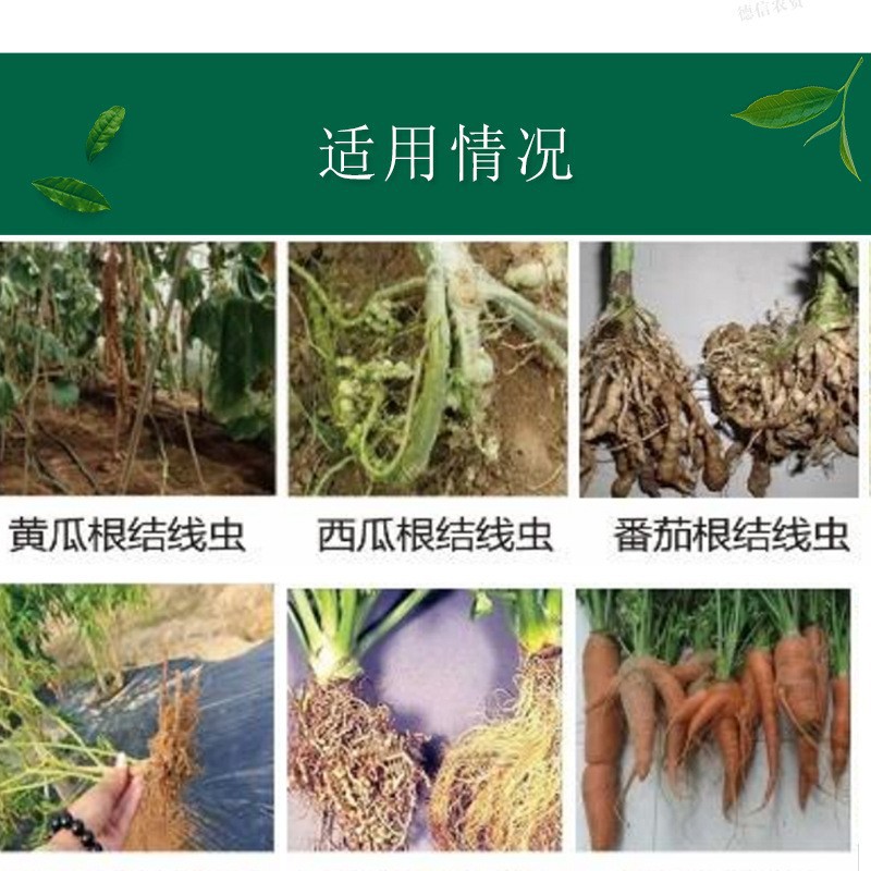 Special Drug for Root-Knot Nematodes 20% Thiazophos Phosphorus Abamectin Insecticide Cucumber Melon Root-Knot Nematodes