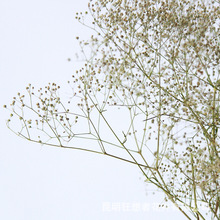 霞草 霞草品牌 图片 价格 霞草批发 阿里巴巴 霞草 霞草品牌 图片 价格 霞草批发 阿里巴巴