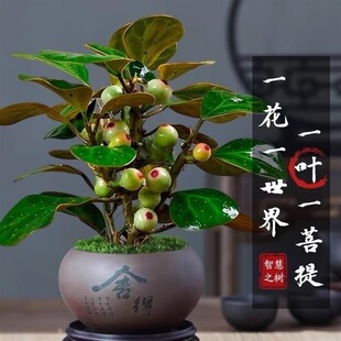 �ļ�������С��������辰�k���҃�ˮ����B�U�⻨��С�Gֲ������
