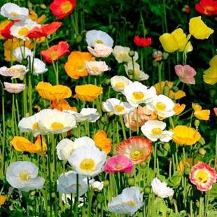 Poppy Seeds Mixed Color Iceland Poppy Flower Seeds Spring and Autum Sowing Courtyard Outdoor Cold-Resistant Flower Seeds