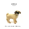 127-2316 Shar Pei Puppies