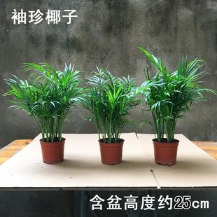 Pocket Coconut Plant, Sunflower, Hawaiian Indoor Potted Formaldehyde-Absorbing Plant, Ornamental Phoenix Tail Bamboo Green Plant New Product