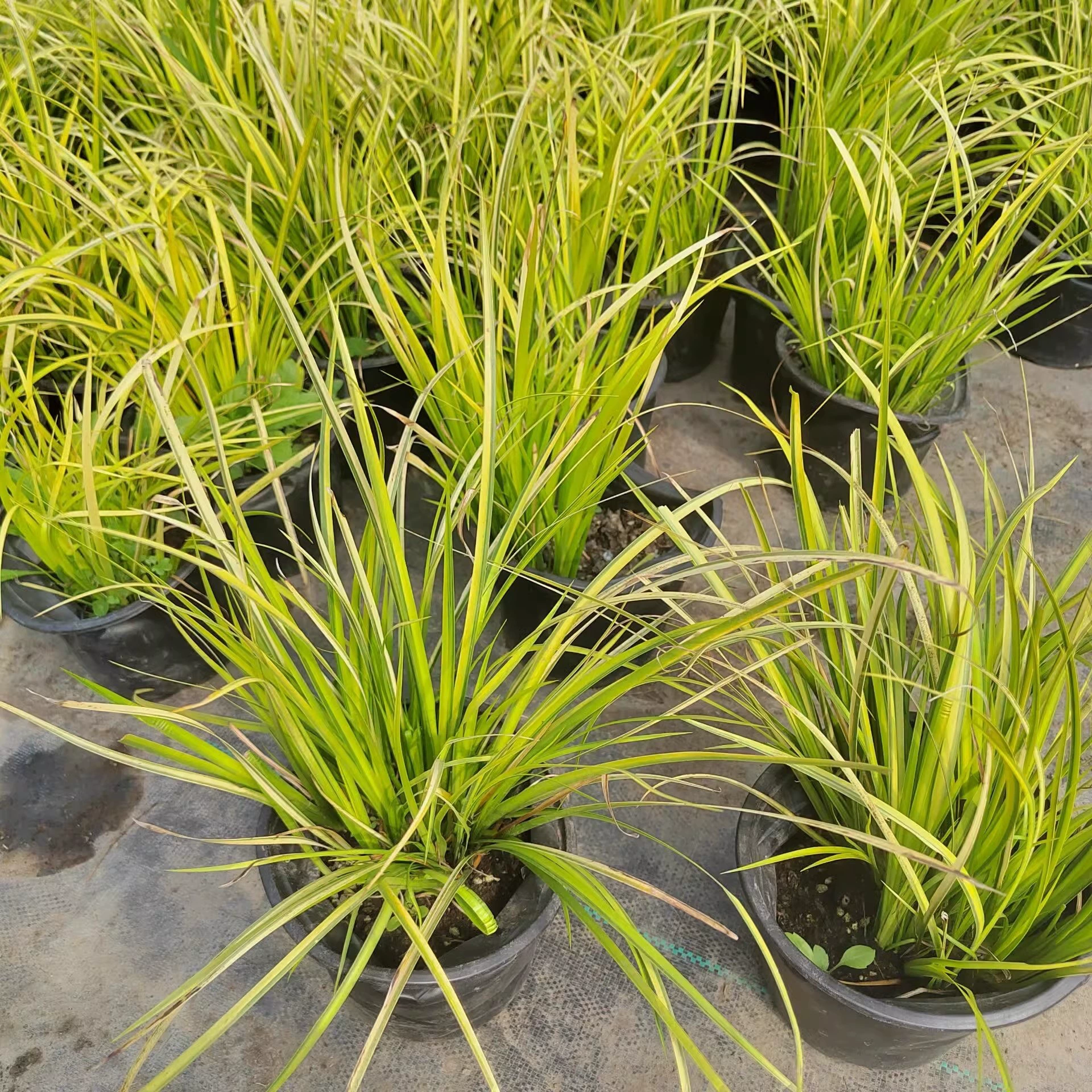 Акорус с золотистыми краями, Золотой акорус, вечнозеленое растение для зеленения болот, декоративное растение для прудов и парков с водными ресурсами.