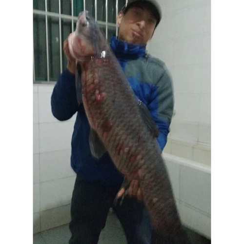 Bait particles for fishing Daqing, small medicine, black herring, brittle screws, snails, soft beads, bead nest materials, special for wild fishing in black pits
