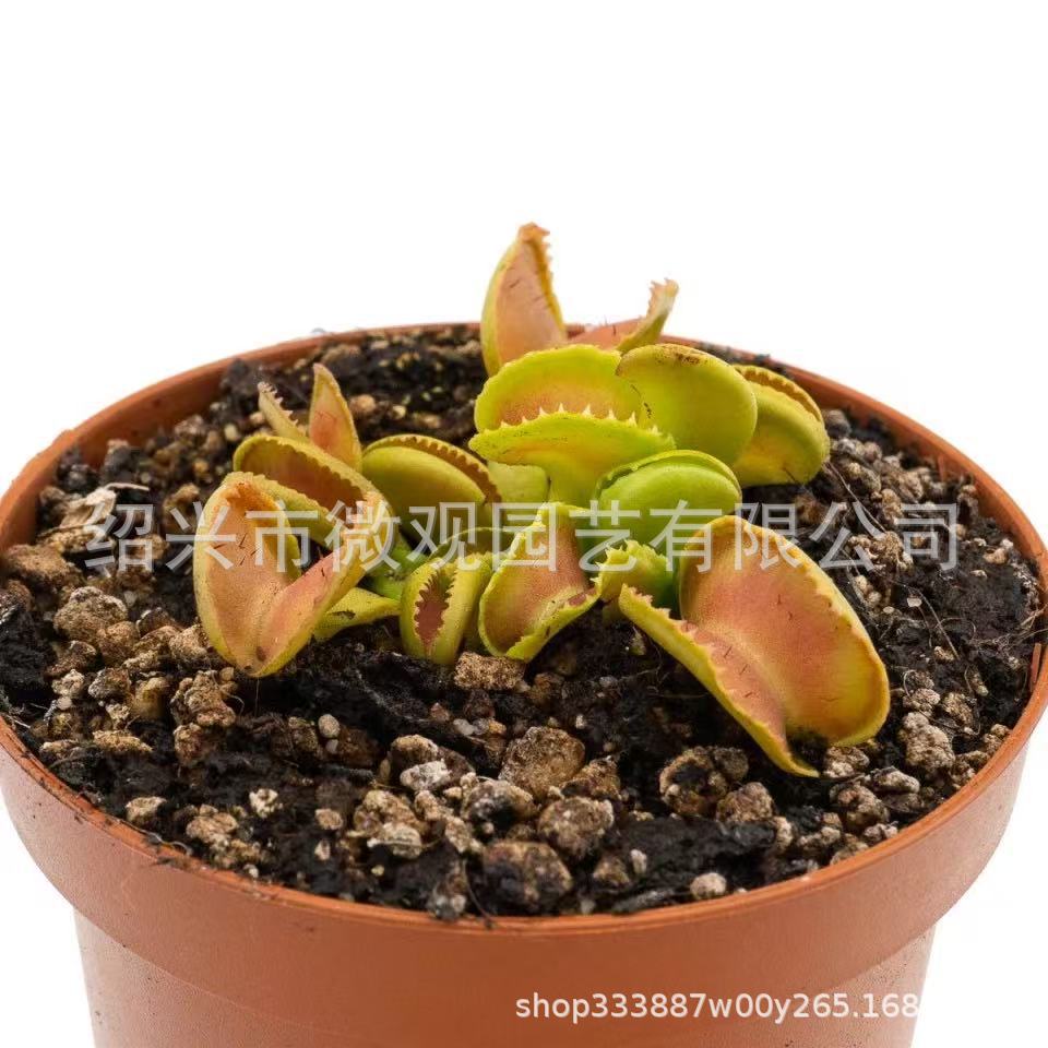 Armadilha Super Veyron para moscas, tamanho geral de 1 a 2 cm.