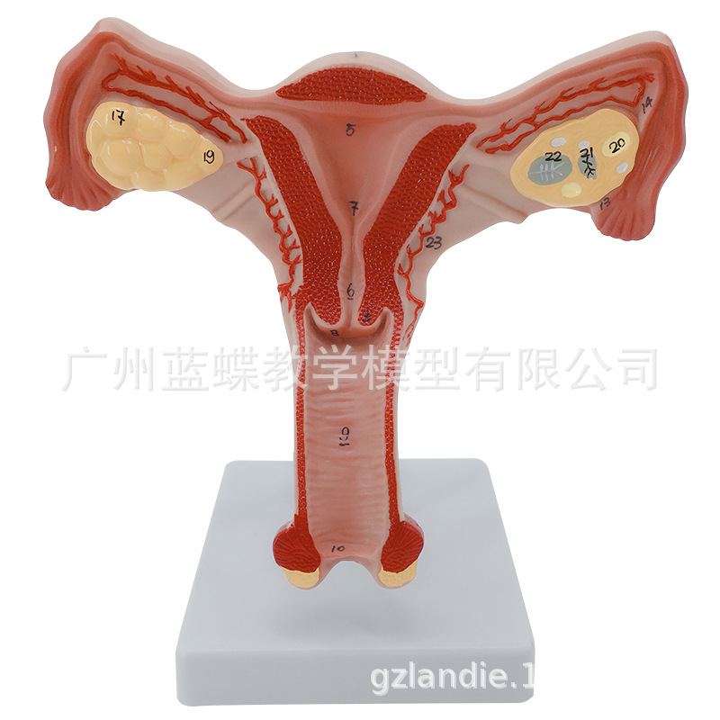 ����Ů����ֳ�ӹ����ʲ���ģ�� �����ѳ���ѧģ�� ������ֳ�ƽ̾�