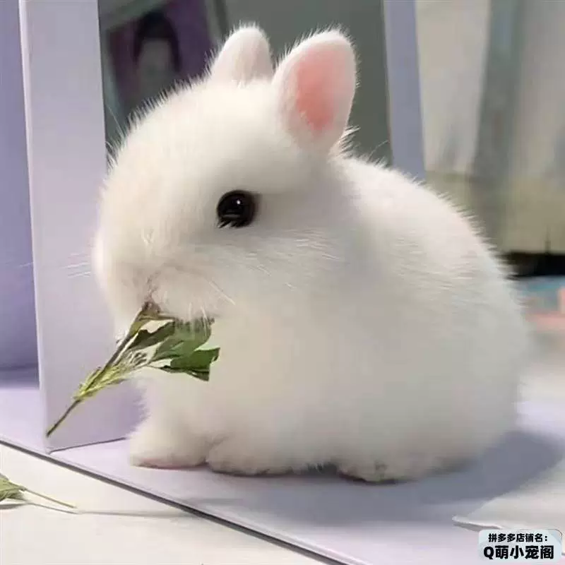 Маленький милый кролик, чашка чая, питомец