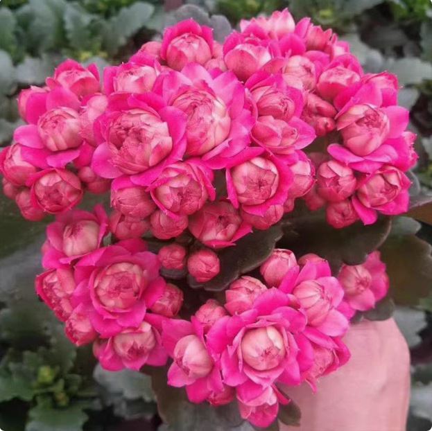 Semillas de flores de larga vida, plantas en maceta en el balcón interior y exterior, flores fáciles de vivir, semillas de flores silvestres en todas las estaciones