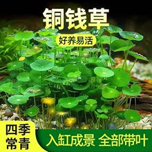 �~�X����ؔˮ��ֲ���k�����������Խ��X��ˮ��ľGֲ�������ˮ��