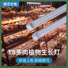 T8ap/ɫͽȫVLEDLӆ⌣