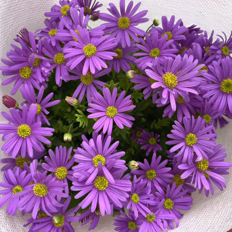 지샤오주(개화기간이 매우 길다) 핫한 추천