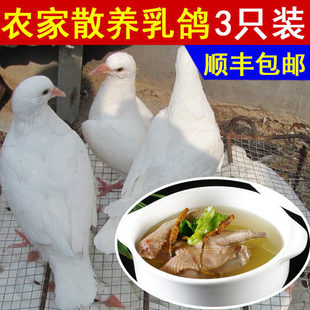 �r��ɢ�B���� ���r������������ ����������3ֻ�F����S���]