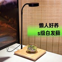 懒人植物桌面绿植私人坪苔藓微景观摆件办公室微景观成品生态瓶