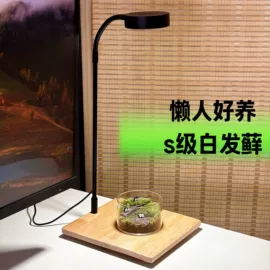 微景观;微景观瓶;其他园林植物