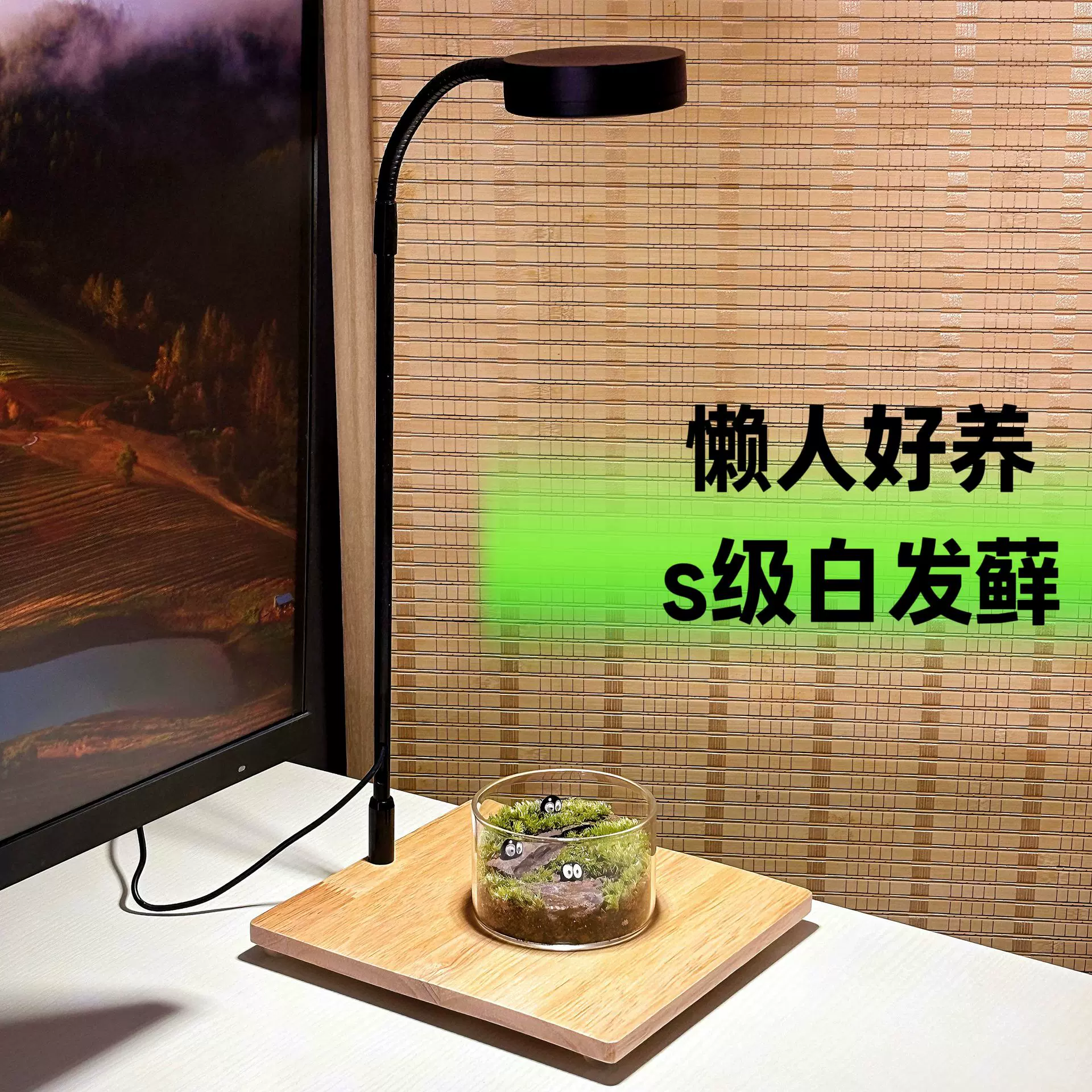 懒人植物桌面绿植私人坪苔藓微景观摆件办公室微景观成品生态瓶