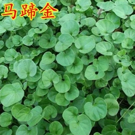 盆栽;种子;树苗