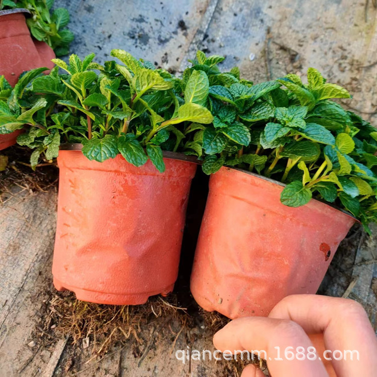 Wholesale Mint Potted Edible Hydroponic Plants Spearmint Fresh Leaf Vanilla Seedlings Large Leaf Green Plants Indoor