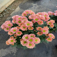 ���������m�ջ����ļ��_���ջ������҃����̨�Gֲ����ƹ�Ҿ����