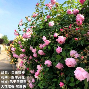 Free Spirit Medium Seedling Cutting Vine Four Seasons Fragrance Disease Resistant Buns Large Flower Potted Flowers Rose Climbing Vine