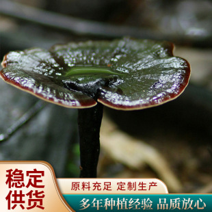 �羳���l�`֥���`֥�����`֥���������r�aƷʳ�þ������ߜ�����֥