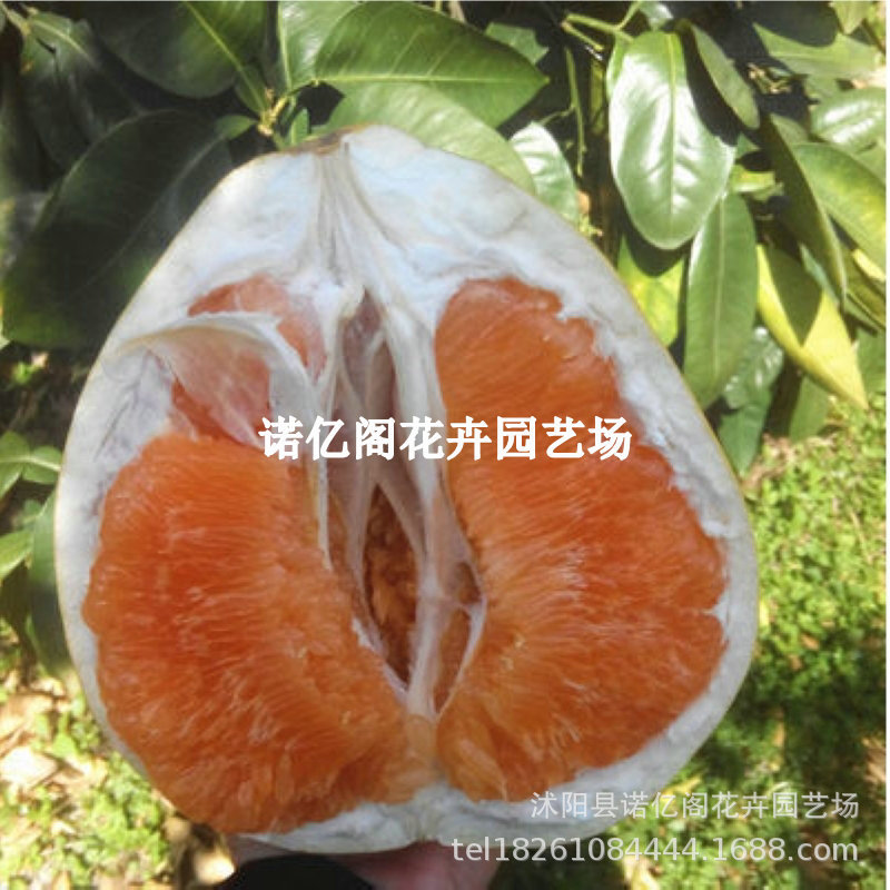 黄金蜜柚苗 嫁接柚子苗 黄肉柚子树当年结果南方北方种植盆栽地栽