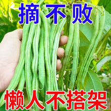 无架四季豆种子早熟地豆豆角种子矮生不用搭架可盆栽蔬菜芸豆懒人