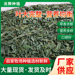 大叶紫花苜蓿干牧草 兔子龙猫荷兰猪宠物粮食 全叶紫花苜蓿草厂家