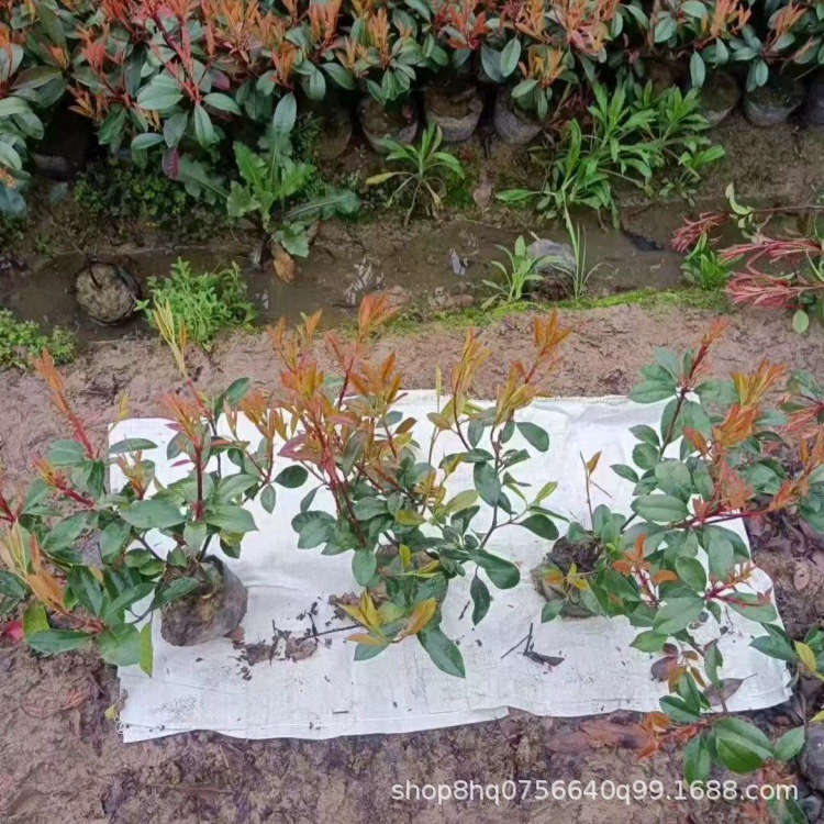 Большая чашка из красного листа остролиста, большой стебель саженца красного листа остролиста, помпон из красного листа остролиста, маленькая чашка из красного листа остролиста высотой 50 см.