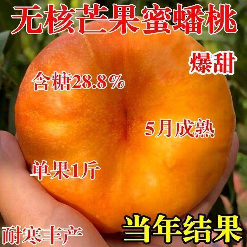 晚熟冬桃雪桃嫁接桃树冬雪桃树苗特大冬桃耐寒盆栽地栽当年结果