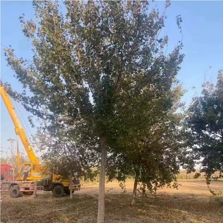 Базовые пятиконечные саженцы клена, саженцы для проекта зеленения, саженцы для зеленения обочины, полные характеристики кластерного пятиконечного клена.