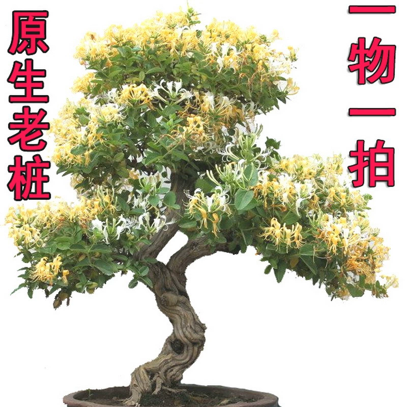 Большое жимолость Горшечное растение старый ворс морозостойкие Дворовые растения цветы в помещении гостиная Бонсай балкон саженцы деревьев жимолости