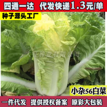 北京小杂56早熟黄心大白菜种籽春夏秋包心白菜蔬菜冬季大白菜种子