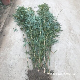 ������Т�������������ļ��҃������Pβ���̨����͏d����Gֲ