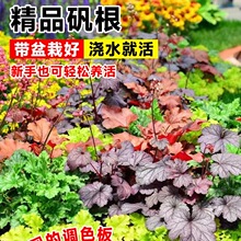 矾根盆栽花卉植物室内好养的花苗四季常青观叶庭院耐寒花园易成活