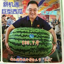 特大西瓜種子高產超甜早熟四季巨型懶漢瓜王少籽巨龍西瓜蔬菜種子